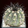 Copiapoa_lembkei